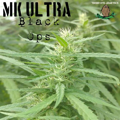 mk ultra black ops strain